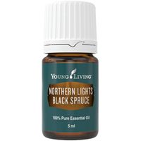 Northern Lights Black Spruce